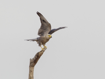 <i class='fa fa-user'></i>&nbsp;Paul van Giersbergen&nbsp;|   Dickinsons Torenvalk&nbsp; <i class='fa fa-eye'>&nbsp;360</i> &nbsp; <i class='fa fa-comment-o'>&nbsp;0</i>