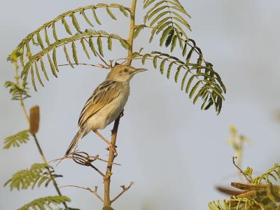 <i class='fa fa-user'></i>&nbsp;Paul van Giersbergen&nbsp;|   Zwartruggraszanger&nbsp; <i class='fa fa-eye'>&nbsp;278</i> &nbsp; <i class='fa fa-comment-o'>&nbsp;0</i>