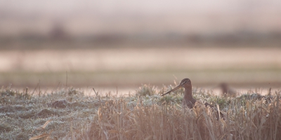 <i class='fa fa-user'></i>&nbsp;P.Teune&nbsp;|   Grutto&nbsp; <i class='fa fa-eye'>&nbsp;468</i> &nbsp;<i class='fa fa-thumbs-up'>&nbsp;10</i> &nbsp; <i class='fa fa-comment-o'>&nbsp;14</i>