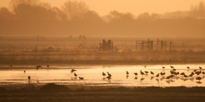 <i class='fa fa-user'></i>&nbsp;P.Teune&nbsp;|   Grutto&nbsp; <i class='fa fa-eye'>&nbsp;359</i> &nbsp;<i class='fa fa-thumbs-up'>&nbsp;5</i> &nbsp; <i class='fa fa-comment-o'>&nbsp;11</i>