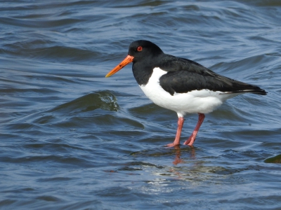 Zag vandaag zes scholeksters rusten op golfbreker, met een beetje (op) handen en voeten werk kon ik deze plaat maken op 15 meter door een klein gaatje in riet. Zittend genomen voor mooie hoek en uit de hand.