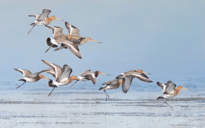 <i class='fa fa-user'></i>&nbsp;ep&nbsp;|   Grutto&nbsp; <i class='fa fa-eye'>&nbsp;371</i> &nbsp; <i class='fa fa-comment-o'>&nbsp;5</i>