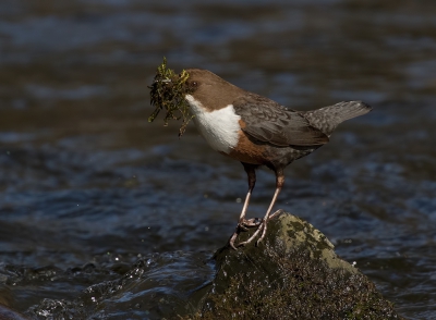 <i class='fa fa-user'></i>&nbsp;Jurgen Maassen&nbsp;|   Waterspreeuw&nbsp; <i class='fa fa-eye'>&nbsp;472</i> &nbsp;<i class='fa fa-thumbs-up'>&nbsp;11</i> &nbsp; <i class='fa fa-comment-o'>&nbsp;15</i>