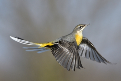 <i class='fa fa-user'></i>&nbsp;Mies&nbsp;|   Grote Gele Kwikstaart&nbsp; <i class='fa fa-eye'>&nbsp;1177</i> &nbsp;<i class='fa fa-thumbs-up'>&nbsp;41</i> &nbsp; <i class='fa fa-comment-o'>&nbsp;33</i>