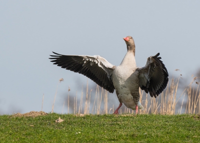 Een paar grauwe ganzen stonden op een talud en trokken mijn aandacht door hun positie. Toen ik mijn camera richtte ging deze zich net even lekker uitschudden