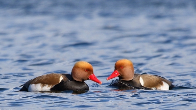 Vanachter een rietkraag, deze Krooneenden eens van dichtbij kunnen fotograferen. De mannen zijn in deze tijd van het jaar op hun mooist.