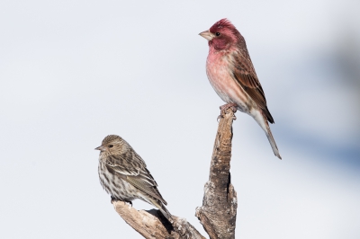 <i class='fa fa-user'></i>&nbsp;jan Luit&nbsp;|   Dennensijs&nbsp; <i class='fa fa-eye'>&nbsp;390</i> &nbsp; <i class='fa fa-comment-o'>&nbsp;1</i>