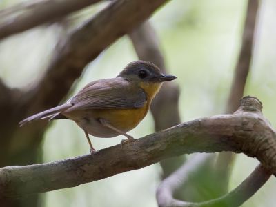 <i class='fa fa-user'></i>&nbsp;Paul van Giersbergen&nbsp;|   Blauwvleugelakalat&nbsp; <i class='fa fa-eye'>&nbsp;239</i> &nbsp; <i class='fa fa-comment-o'>&nbsp;1</i>