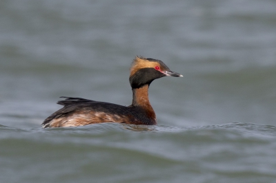 <i class='fa fa-user'></i>&nbsp;Peter Soer&nbsp;|   Kuifduiker&nbsp; <i class='fa fa-eye'>&nbsp;418</i> &nbsp; <i class='fa fa-comment-o'>&nbsp;4</i>