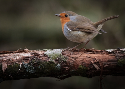 Als de roodborst zich laat fotograferen geeft dat vaak een mooi plaatje. Van veel geduld kan ik hem/haar echter niet betichten.
