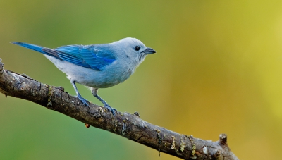 <i class='fa fa-user'></i>&nbsp;Paul Cools&nbsp;|   Bisschopstangare&nbsp; <i class='fa fa-eye'>&nbsp;347</i> &nbsp;<i class='fa fa-thumbs-up'>&nbsp;3</i> &nbsp; <i class='fa fa-comment-o'>&nbsp;6</i>