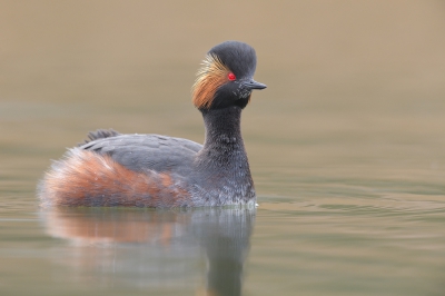 <i class='fa fa-user'></i>&nbsp;Johan G&nbsp;|   Geoorde Fuut&nbsp; <i class='fa fa-eye'>&nbsp;557</i> &nbsp;<i class='fa fa-thumbs-up'>&nbsp;11</i> &nbsp; <i class='fa fa-comment-o'>&nbsp;13</i>