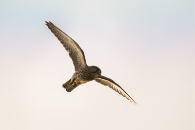 Zojuist even enkele foto's uitgesorteerd op deze regenachtige dag. Dit vliegbeeld van de Torenvalk met zachte winterse kleuren sprak mij wel aan. Weer uploadje waardig zo gedacht. 

Torenvalk heeft inmiddels helaas, zo lijkt, zijn vaste honk verlaten.