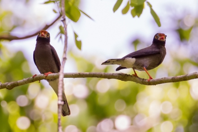 <i class='fa fa-user'></i>&nbsp;Paul van Giersbergen&nbsp;|   Stekelkopklauwier&nbsp; <i class='fa fa-eye'>&nbsp;291</i> &nbsp; <i class='fa fa-comment-o'>&nbsp;2</i>