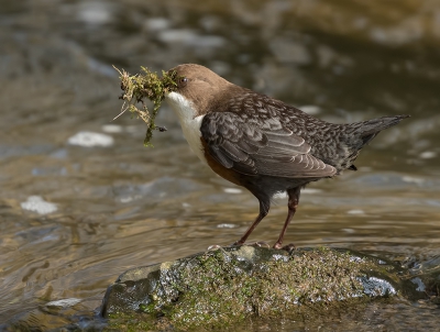 Roodbuikwaterspreeuw - Cinclus cinclus aquaticus.

Het koppeltje was volop bezig met de nestbouw, waaraan ze heel veel aandacht besteden.

Voordat ze met het materiaal vertrekken richting nest, word het eerst nog eens goed schoongemaakt in de beek en daarna drooggeschud.