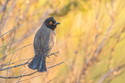 <i class='fa fa-user'></i>&nbsp;erik1966&nbsp;|   Maskerbuulbuul&nbsp; <i class='fa fa-eye'>&nbsp;351</i> &nbsp;<i class='fa fa-thumbs-up'>&nbsp;1</i> &nbsp; <i class='fa fa-comment-o'>&nbsp;8</i>