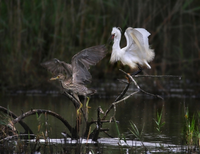 <i class='fa fa-user'></i>&nbsp;thijsglastra&nbsp;|   Kleine Zilverreiger&nbsp; <i class='fa fa-eye'>&nbsp;485</i> &nbsp;<i class='fa fa-thumbs-up'>&nbsp;2</i> &nbsp; <i class='fa fa-comment-o'>&nbsp;14</i>