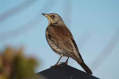 Hij of zij is bijna tam, kost wat fruit maar dan heb je ook wat.
Uit de hand 1/1500 F5.6.