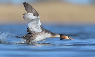 <i class='fa fa-user'></i>&nbsp;Henk Laverman&nbsp;|   Fuut&nbsp; <i class='fa fa-eye'>&nbsp;480</i> &nbsp;<i class='fa fa-thumbs-up'>&nbsp;2</i> &nbsp; <i class='fa fa-comment-o'>&nbsp;12</i>