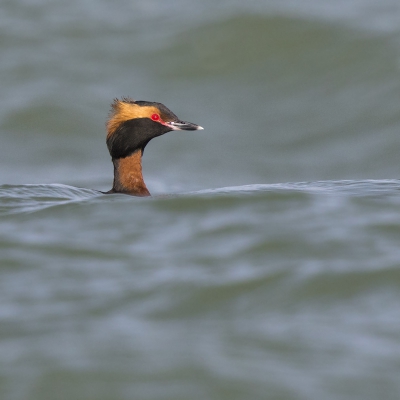 <i class='fa fa-user'></i>&nbsp;Peter Soer&nbsp;|   Kuifduiker&nbsp; <i class='fa fa-eye'>&nbsp;554</i> &nbsp;<i class='fa fa-thumbs-up'>&nbsp;4</i> &nbsp; <i class='fa fa-comment-o'>&nbsp;5</i>