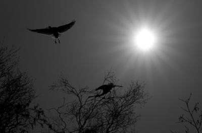 <i class='fa fa-user'></i>&nbsp;ron entius&nbsp;|   Lepelaar&nbsp; <i class='fa fa-eye'>&nbsp;466</i> &nbsp;<i class='fa fa-thumbs-up'>&nbsp;10</i> &nbsp; <i class='fa fa-comment-o'>&nbsp;10</i>