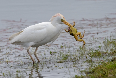 <i class='fa fa-user'></i>&nbsp;Jakob Keun&nbsp;|   Koereiger&nbsp; <i class='fa fa-eye'>&nbsp;258</i> &nbsp;<i class='fa fa-thumbs-up'>&nbsp;6</i> &nbsp; <i class='fa fa-comment-o'>&nbsp;12</i>