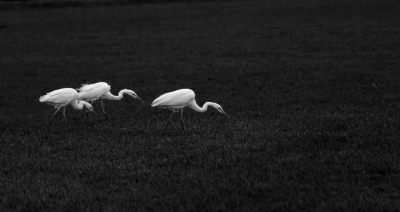 <i class='fa fa-user'></i>&nbsp;kruisje2000&nbsp;|   Grote Zilverreiger&nbsp; <i class='fa fa-eye'>&nbsp;479</i> &nbsp; <i class='fa fa-comment-o'>&nbsp;18</i>