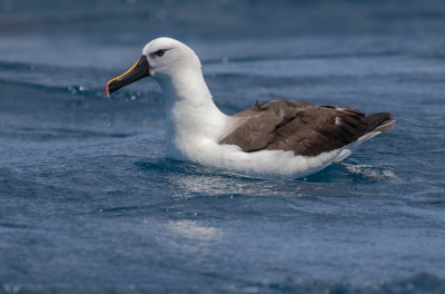 <i class='fa fa-user'></i>&nbsp;peterh50&nbsp;|   Indische Geelneusalbatros&nbsp; <i class='fa fa-eye'>&nbsp;265</i> &nbsp; <i class='fa fa-comment-o'>&nbsp;2</i>