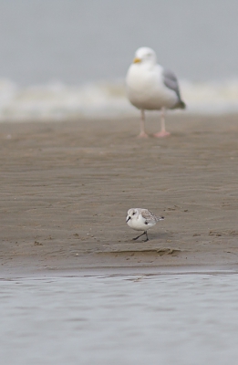 <i class='fa fa-user'></i>&nbsp;hansgans&nbsp;|   Drieteenstrandloper&nbsp; <i class='fa fa-eye'>&nbsp;254</i> &nbsp;<i class='fa fa-thumbs-up'>&nbsp;8</i> &nbsp; <i class='fa fa-comment-o'>&nbsp;10</i>