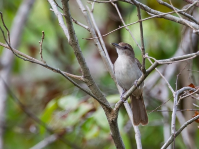 <i class='fa fa-user'></i>&nbsp;Paul van Giersbergen&nbsp;|   Kaapse Loofbuulbuul&nbsp; <i class='fa fa-eye'>&nbsp;250</i> &nbsp; <i class='fa fa-comment-o'>&nbsp;0</i>