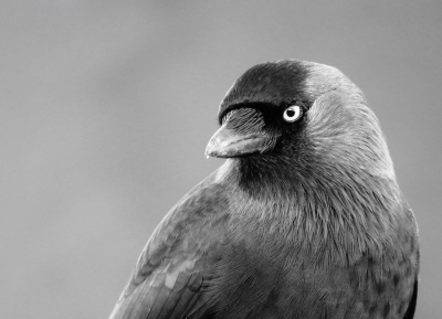 <i class='fa fa-user'></i>&nbsp;Anneke66&nbsp;|   Kauw&nbsp; <i class='fa fa-eye'>&nbsp;525</i> &nbsp;<i class='fa fa-thumbs-up'>&nbsp;4</i> &nbsp; <i class='fa fa-comment-o'>&nbsp;12</i>