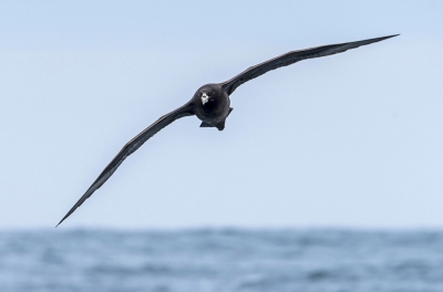 <i class='fa fa-user'></i>&nbsp;Bert Ooms&nbsp;|   Westlandstormvogel&nbsp; <i class='fa fa-eye'>&nbsp;250</i> &nbsp; <i class='fa fa-comment-o'>&nbsp;2</i>