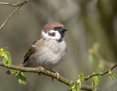 <i class='fa fa-user'></i>&nbsp;Hillebrand Keun&nbsp;|   Ringmus&nbsp; <i class='fa fa-eye'>&nbsp;267</i> &nbsp; <i class='fa fa-comment-o'>&nbsp;0</i>