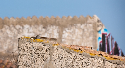 Al jaren, als ik in de Algarve ben, zoek ik oude runes van boerderijen, molens enz. af op zoek naar uiltjes.
Nog nooit wat gezien, tot eindelijk dit jaar die moeite werd beloond.