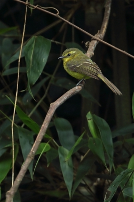 <i class='fa fa-user'></i>&nbsp;Martjan Lammertink&nbsp;|   Gele Looftiran&nbsp; <i class='fa fa-eye'>&nbsp;223</i> &nbsp; <i class='fa fa-comment-o'>&nbsp;1</i>