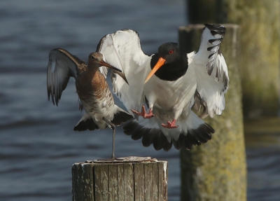 <i class='fa fa-user'></i>&nbsp;Ren�e en George&nbsp;|   Scholekster&nbsp; <i class='fa fa-eye'>&nbsp;289</i> &nbsp;<i class='fa fa-thumbs-up'>&nbsp;7</i> &nbsp; <i class='fa fa-comment-o'>&nbsp;10</i>