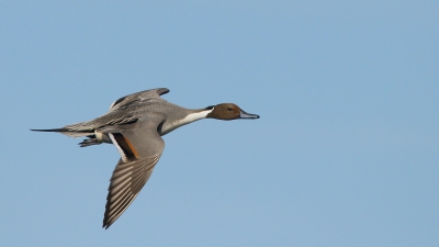 <i class='fa fa-user'></i>&nbsp;Rob Belterman&nbsp;|   Pijlstaart&nbsp; <i class='fa fa-eye'>&nbsp;356</i> &nbsp; <i class='fa fa-comment-o'>&nbsp;4</i>