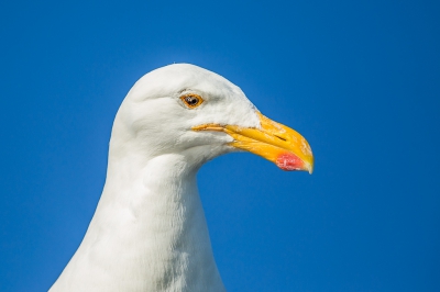 <i class='fa fa-user'></i>&nbsp;erik1966&nbsp;|   Kelpmeeuw&nbsp; <i class='fa fa-eye'>&nbsp;280</i> &nbsp; <i class='fa fa-comment-o'>&nbsp;3</i>