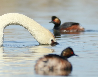 <i class='fa fa-user'></i>&nbsp;groenvogel57&nbsp;|   Knobbelzwaan&nbsp; <i class='fa fa-eye'>&nbsp;163</i> &nbsp;<i class='fa fa-thumbs-up'>&nbsp;6</i> &nbsp; <i class='fa fa-comment-o'>&nbsp;10</i>