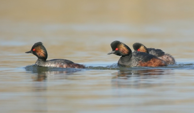 <i class='fa fa-user'></i>&nbsp;groenvogel57&nbsp;|   Geoorde Fuut&nbsp; <i class='fa fa-eye'>&nbsp;533</i> &nbsp;<i class='fa fa-thumbs-up'>&nbsp;6</i> &nbsp; <i class='fa fa-comment-o'>&nbsp;14</i>