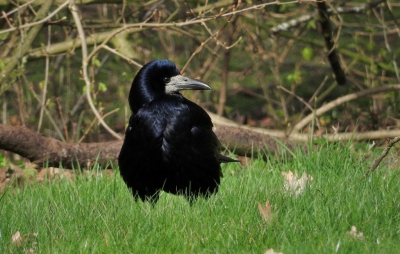 Gisteren op de fiets langs onze roeken kolonie, werd druk gebaltst en aan nest herstel gedaan. Deze foto op 25 meter afstand kunnen maken. Wat zijn ze schuw!! Heb deze gekozen omdat het oog en de snavel er mooi uit komt.