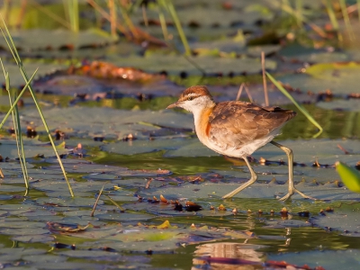 <i class='fa fa-user'></i>&nbsp;Paul van Giersbergen&nbsp;|   Dwergjacana&nbsp; <i class='fa fa-eye'>&nbsp;347</i> &nbsp;<i class='fa fa-thumbs-up'>&nbsp;2</i> &nbsp; <i class='fa fa-comment-o'>&nbsp;5</i>