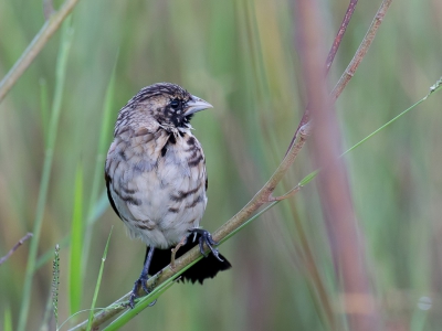 <i class='fa fa-user'></i>&nbsp;Paul van Giersbergen&nbsp;|   Roodschouderwidavink&nbsp; <i class='fa fa-eye'>&nbsp;299</i> &nbsp;<i class='fa fa-thumbs-up'>&nbsp;1</i> &nbsp; <i class='fa fa-comment-o'>&nbsp;2</i>