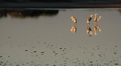 Tegen het ondergaan van de zon een groepje blauwe reigers in een zoutpan. Probleem bij die zoutpannen is altijd de hoge dijkjes die er omheen lopen.