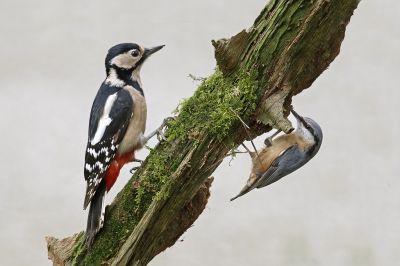 <i class='fa fa-user'></i>&nbsp;Gejo Wassink&nbsp;|   Grote Bonte Specht&nbsp; <i class='fa fa-eye'>&nbsp;405</i> &nbsp;<i class='fa fa-thumbs-up'>&nbsp;10</i> &nbsp; <i class='fa fa-comment-o'>&nbsp;14</i>