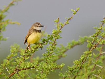 <i class='fa fa-user'></i>&nbsp;Paul van Giersbergen&nbsp;|   Zwartborstprinia&nbsp; <i class='fa fa-eye'>&nbsp;294</i> &nbsp;<i class='fa fa-thumbs-up'>&nbsp;3</i> &nbsp; <i class='fa fa-comment-o'>&nbsp;4</i>