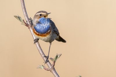 <i class='fa fa-user'></i>&nbsp;Peter Boltjes&nbsp;|   Blauwborst&nbsp; <i class='fa fa-eye'>&nbsp;595</i> &nbsp;<i class='fa fa-thumbs-up'>&nbsp;3</i> &nbsp; <i class='fa fa-comment-o'>&nbsp;5</i>