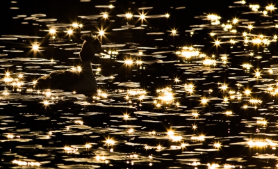 <i class='fa fa-user'></i>&nbsp;Henri Aantjes&nbsp;|   Fuut&nbsp; <i class='fa fa-eye'>&nbsp;1001</i> &nbsp;<i class='fa fa-thumbs-up'>&nbsp;33</i> &nbsp; <i class='fa fa-comment-o'>&nbsp;28</i>