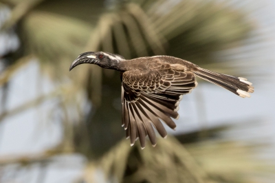 <i class='fa fa-user'></i>&nbsp;pjvantuil&nbsp;|   Grijze Tok&nbsp; <i class='fa fa-eye'>&nbsp;367</i> &nbsp; <i class='fa fa-comment-o'>&nbsp;5</i>