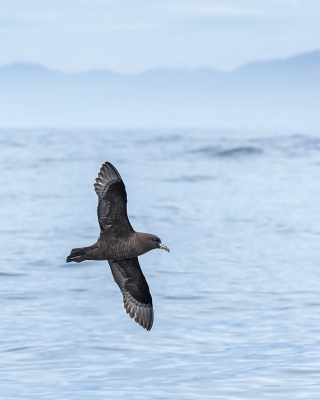 <i class='fa fa-user'></i>&nbsp;Bert Ooms&nbsp;|   Westlandstormvogel&nbsp; <i class='fa fa-eye'>&nbsp;329</i> &nbsp;<i class='fa fa-thumbs-up'>&nbsp;1</i> &nbsp; <i class='fa fa-comment-o'>&nbsp;6</i>